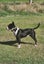 English bull terrier Carousel 7