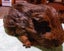 Guinea Pigs, Attractive and Healthy Carousel 3
