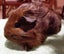 Guinea Pigs, Attractive and Healthy Carousel 4