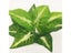 Artificial Turtle Back Leaf High Grade Simulation Of Fake Flowers 18 Fork Carousel 1