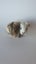 Gorgeous Baby Guinea Pigs, pick up Helensville Carousel 20