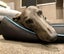 Austin – Sensitive, Smart, and Stunning Blue Greyhound Carousel 4