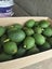 Avocados 80cents ea. for 300 or more Carousel 1