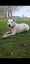 Casper (Paws Awhile Animal Sanctuary) Carousel 6