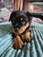Rottweiler puppy Carousel 2