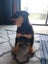 Rottweiler puppy Carousel 4