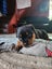 Rottweiler puppy Carousel 3