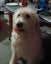 Loving pet to rehome Carousel 3