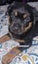 Rottweilers puppies Carousel 7