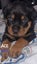 Rottweilers puppies Carousel 8