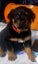 Rottweilers puppies Carousel 9