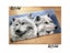 Wolf Decor Latch Hook Kit Bat Rug 3d Canvas Printing Handwerken Knooppakket Carousel 3