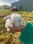 Rabbit cute baby mini lops Carousel 6