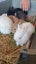 Baby Netherland Dwarf rabbits, pick up Helensville. Ready 26 May Carousel 5