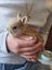 Baby Netherland Dwarf rabbits, pick up Helensville. Ready 26 May Carousel 1