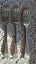 Cleaned and polished - 12 silver plate big forks - must go Carousel 9