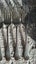 Cleaned and polished - 12 silver plate big forks - must go Carousel 17