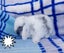 Rabbits Mini lops Carousel 1