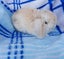 Rabbits Mini lops Carousel 2