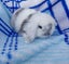 Rabbits Mini lops Carousel 3