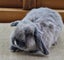 Minilop Bunny Carousel 2