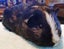 Guinea Pigs, Attractive and Healthy Carousel 5