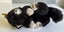 Vintage Steiff kitten plush soft toy Carousel 6