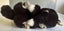 Vintage Steiff kitten plush soft toy Carousel 9