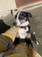 Adorable NZ Heading dog Carousel 3
