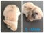 Purebred Minilop Rabbits Carousel 6