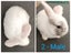 Purebred Minilop Rabbits Carousel 3