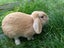 Purebred Minilop Rabbits Carousel 10