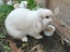Purebred Minilop Rabbits Carousel 9