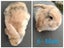 Purebred Minilop Rabbits Carousel 7