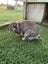 Rabbits Carousel 2