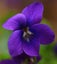Violet Otaki Violet one of the best flowering scented violets Carousel 1
