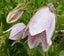 Campanula Elizabeth bellflower seeds pink and white freckled flowers Carousel 1