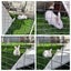 Mini lop cross bunnies Carousel 1