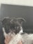 Blue Brussels Griffon puppies Carousel 9