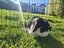 Beautiful mini lops Carousel 4