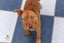 Paxton - PUPPY Pound Hounds Rescue Carousel 16