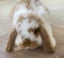 Adorable mini lops Carousel 1