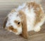 Adorable mini lops Carousel 3