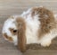 Adorable mini lops Carousel 4