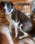 A rescue pup in need. Carousel 1
