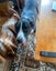A rescue pup in need. Carousel 3