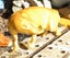 POSSUM = BEST FORM LIFESIZE ART TAXIDERMY ANIMAL FORM PROP TARGET Carousel 1
