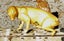 POSSUM = BEST FORM LIFESIZE ART TAXIDERMY ANIMAL FORM PROP TARGET Carousel 2