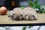 very cute Pure Bred mini Lops Carousel 1