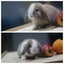 very cute Pure Bred mini Lops Carousel 2